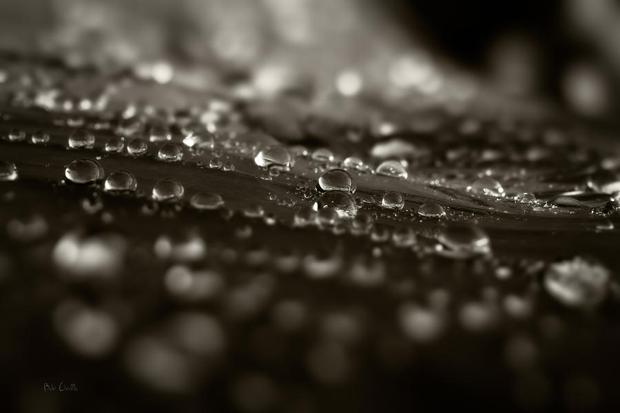 Nature Photograph - Morning Dew #2 by Bob Orsillo