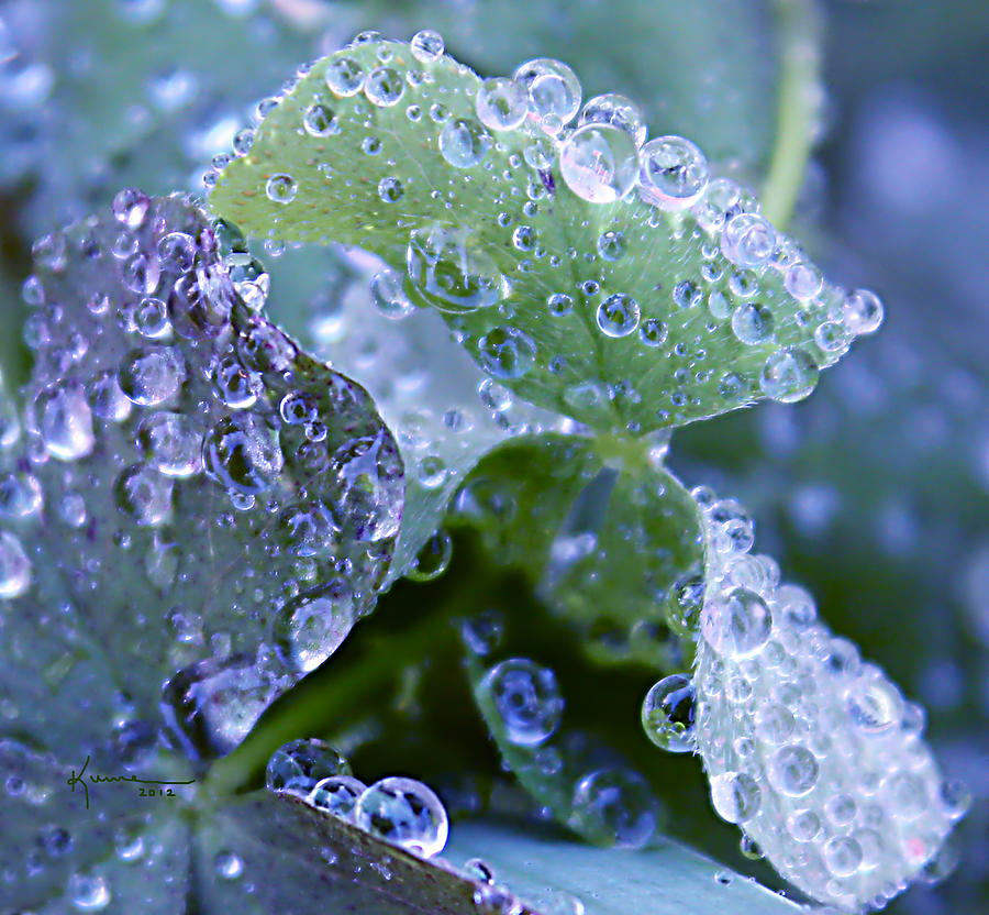 Morning Dew #1 Photograph by Kume Bryant