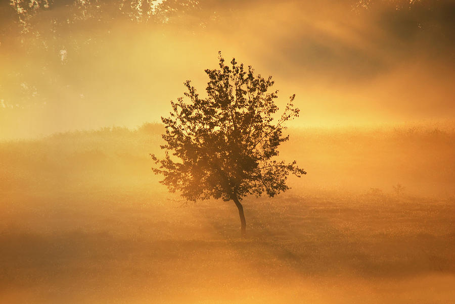 Morning Fog #1 Photograph by Linda Segerson