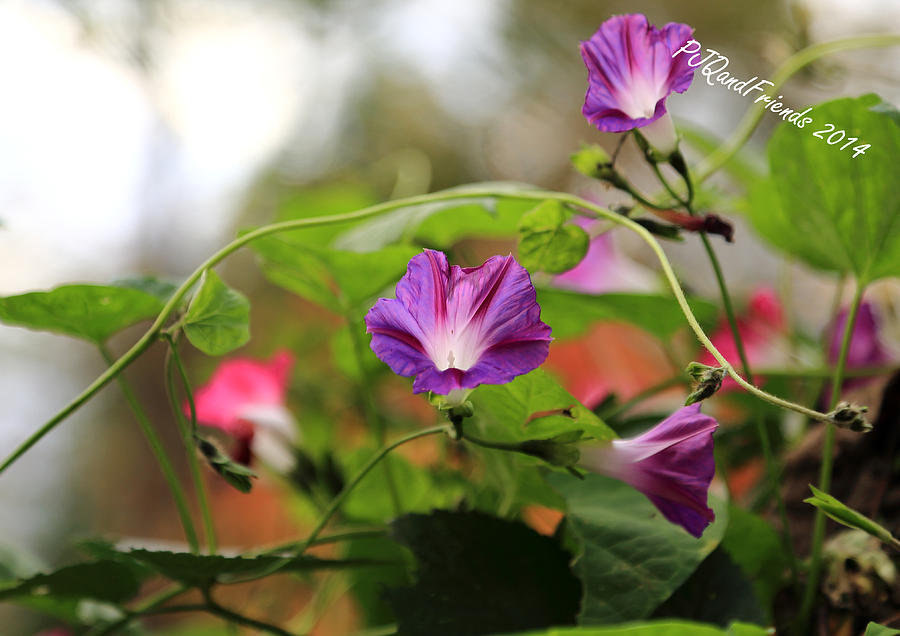 Morning Glories #2 Photograph by PJQandFriends Photography