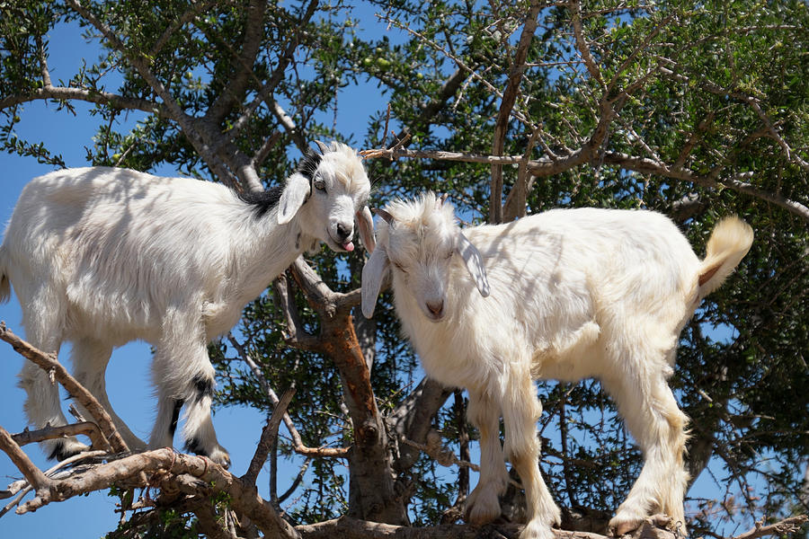 Goat Photograph - Morocco, Road To Essaouira, Goats #2 by Emily Wilson