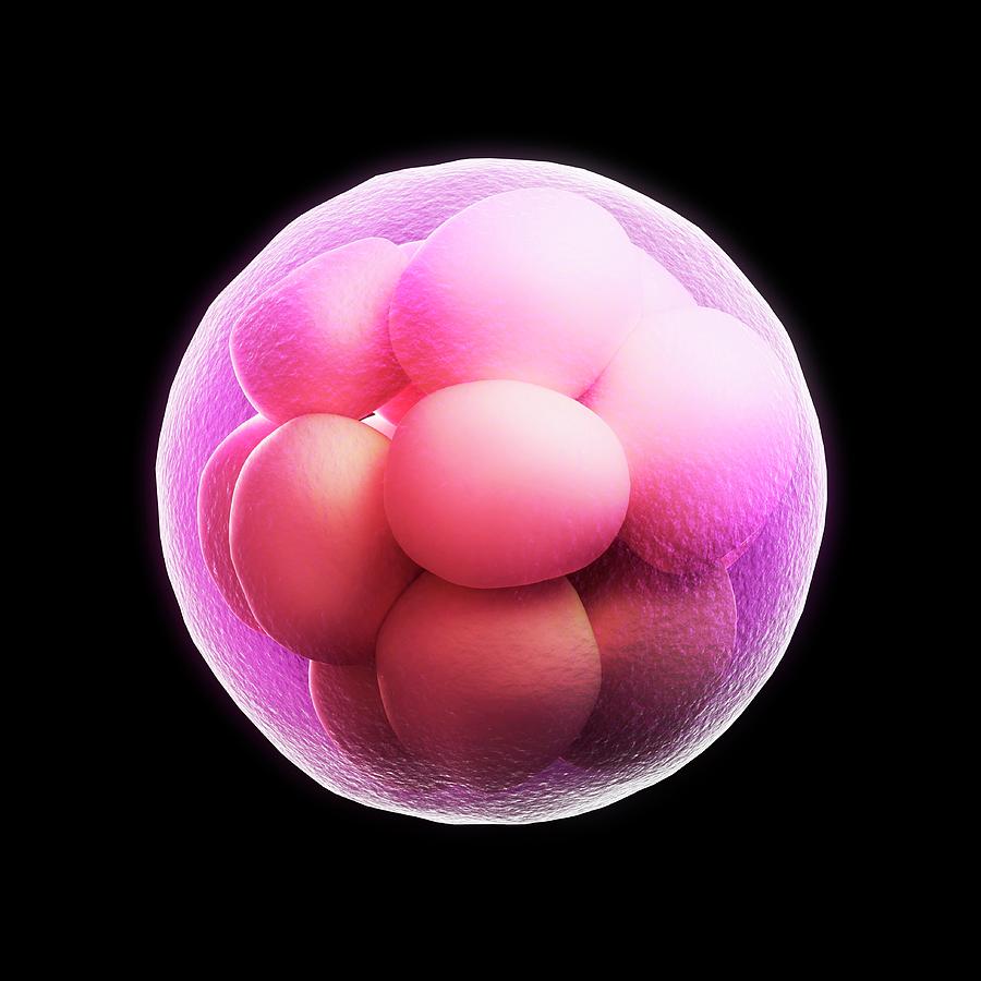 Morula Embryo Photograph By Scieproscience Photo Library Fine Art America 3122