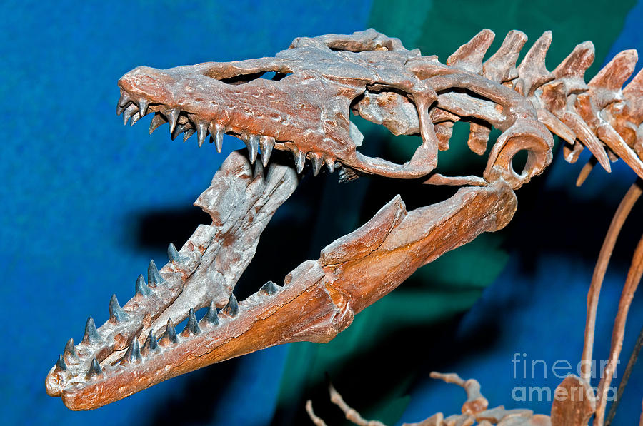 Mosasaur Fossil Photograph By Millard H Sharp Fine Art America 