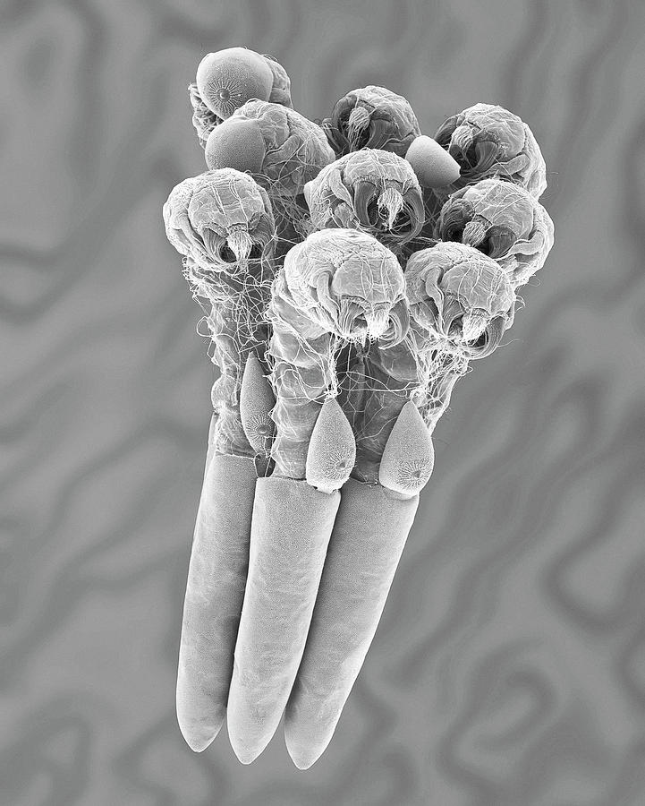 Mosquito Egg Raft With Hatching Larvae Photograph by Dennis Kunkel Microscopy/science Photo Library