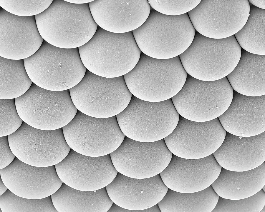 Mosquito Single Ommatidium #2 Photograph by Dennis Kunkel Microscopy/science Photo Library