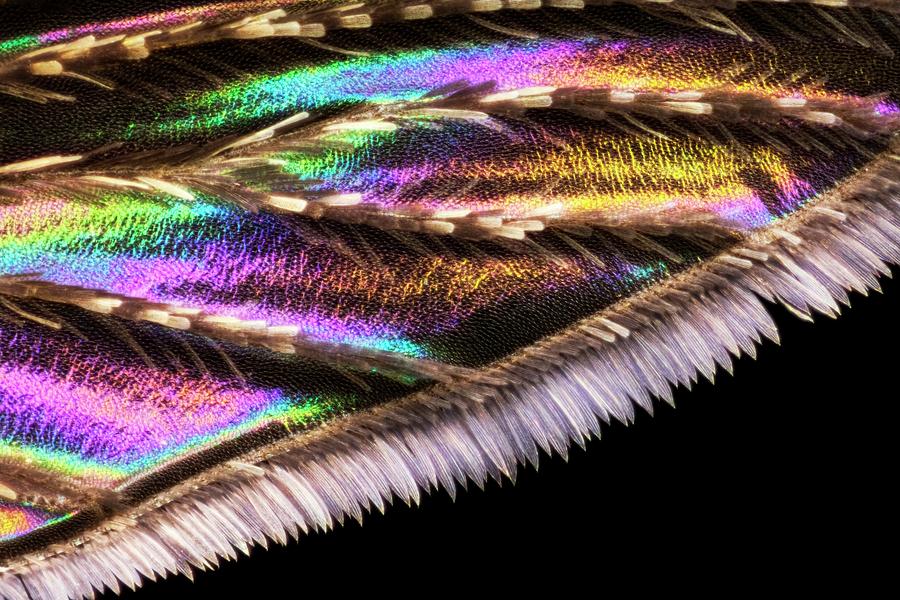 Mosquito Wing #2 Photograph by Frank Fox/science Photo Library
