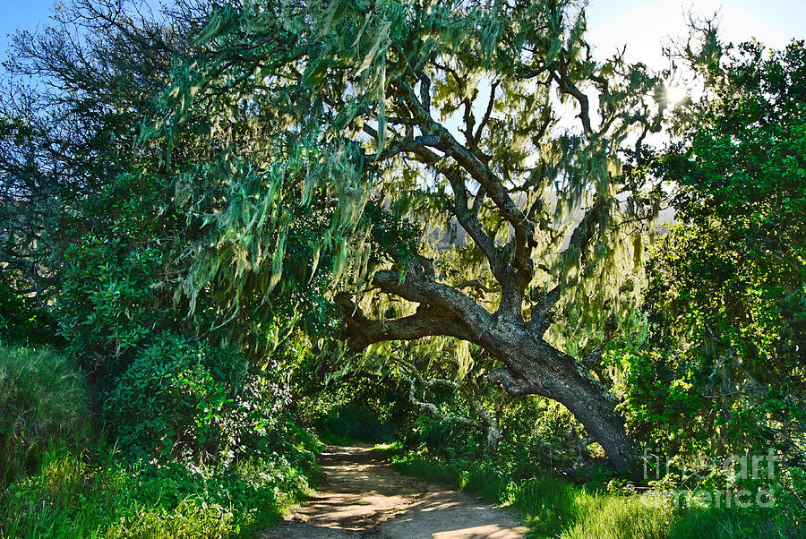 Moss covered tree in Garland Ranch Park in Monterey California. #2 ...