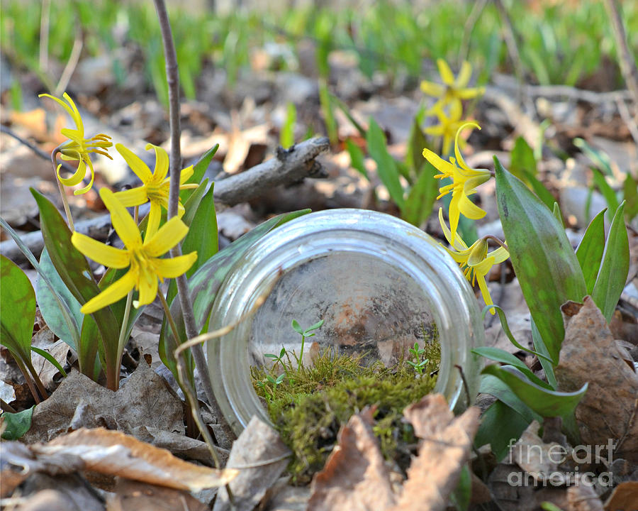 Moss in a Bottle  #2 Photograph by Lila Fisher-Wenzel