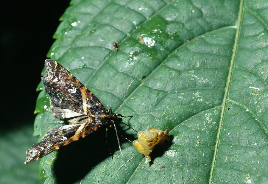 Moth #2 by Dr Morley Read/science Photo Library