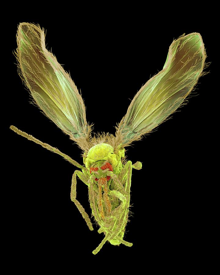 Moth Fly #2 Photograph by Dennis Kunkel Microscopy/science Photo Library