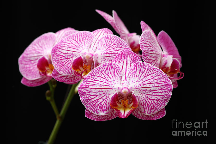 Moth Orchid Flowers Photograph by James Brunker
