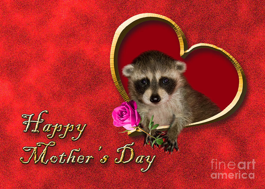 Candy Photograph - Mothers Day Raccoon #2 by Jeanette K
