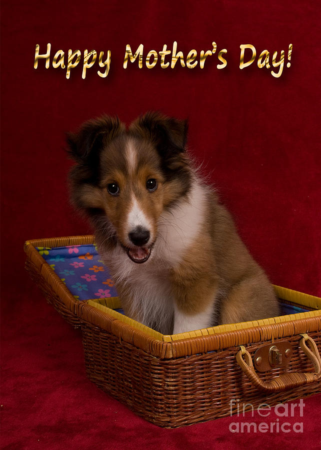 Candy Photograph - Mothers Day Sheltie Puppy #2 by Jeanette K
