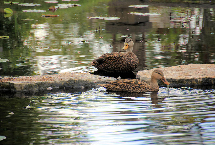 Mottled Duck Pair #2 Photograph by Rosalie Scanlon