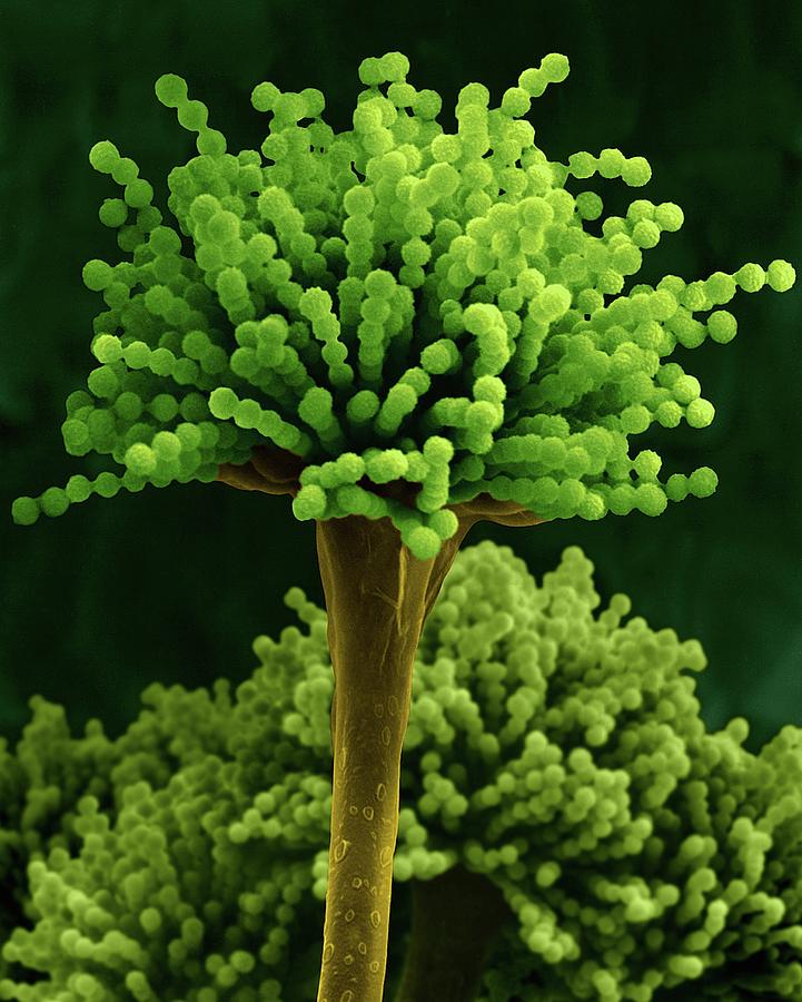 Mould Aspergillus Versicolor Photograph by Dennis Kunkel ...