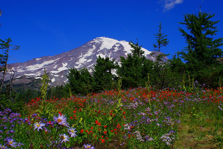 Mount Rainier Photograph by Jerry Cahill