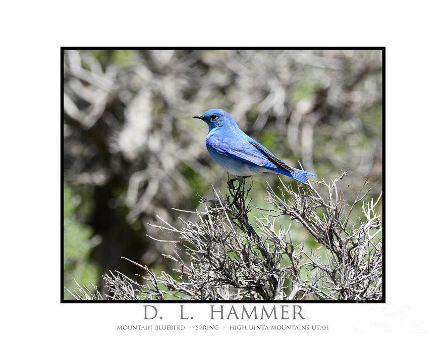 Mountain Bluebird #2 Photograph by Dennis Hammer
