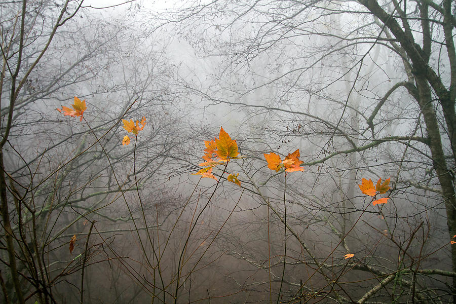 Mountain Fog #2 Photograph by Farol Tomson
