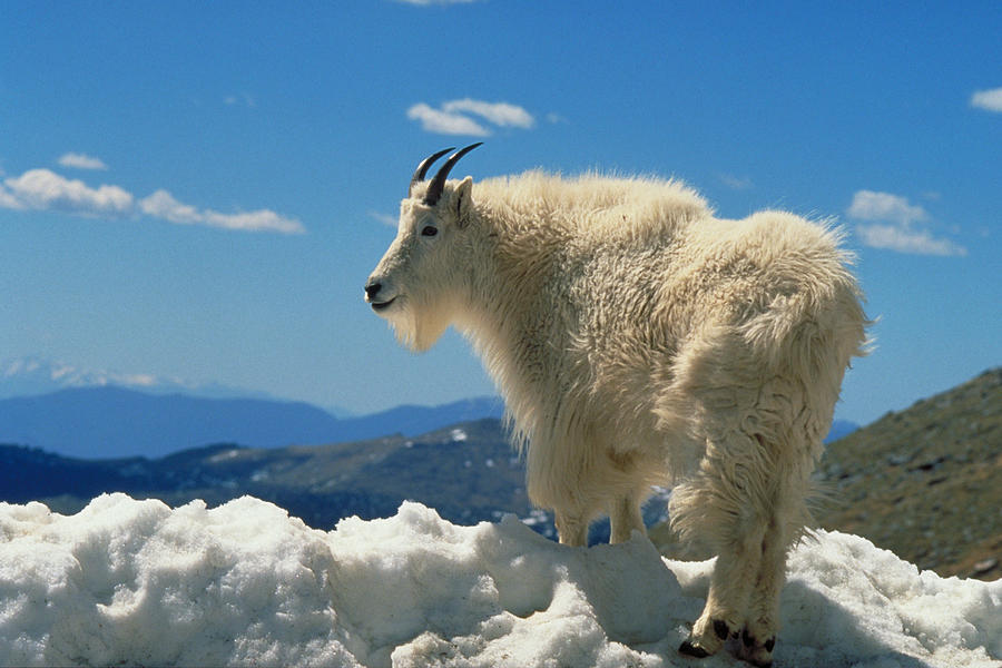 Mountain Goat #2 Photograph by Craig K. Lorenz