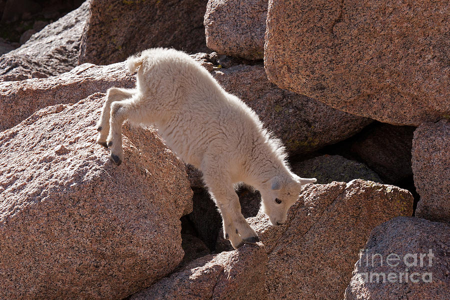 Mountain Goat Kid on Mount Evans #2 Photograph by Fred Stearns