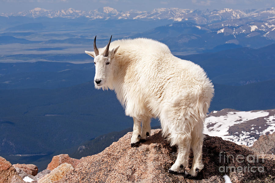 Mountain Goat on Mount Evans #2 Photograph by Fred Stearns