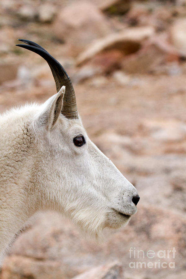 Mountain Goat Portrait on Mount Evans #2 Photograph by Fred Stearns