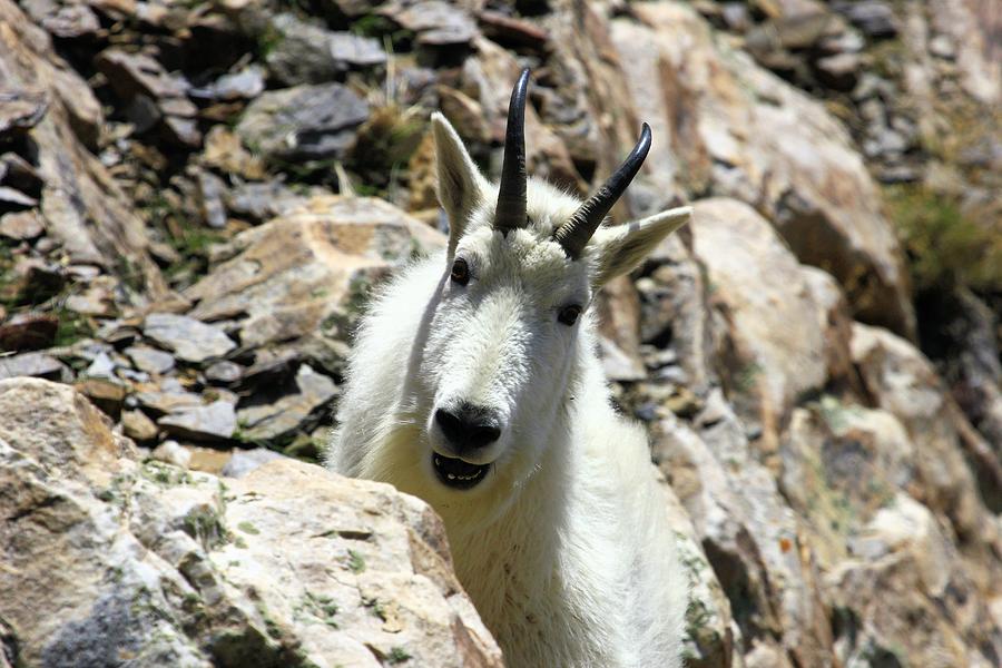 Mountain Goat #2 Photograph by Roxie Crouch