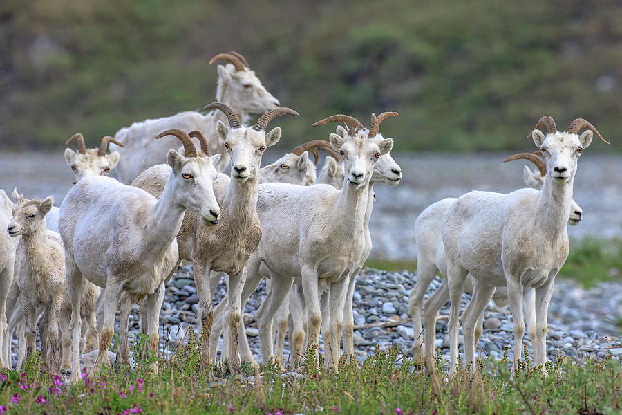 Wildlife Photograph - Mountain Goats Along Kongakut River #2 by Tom Norring