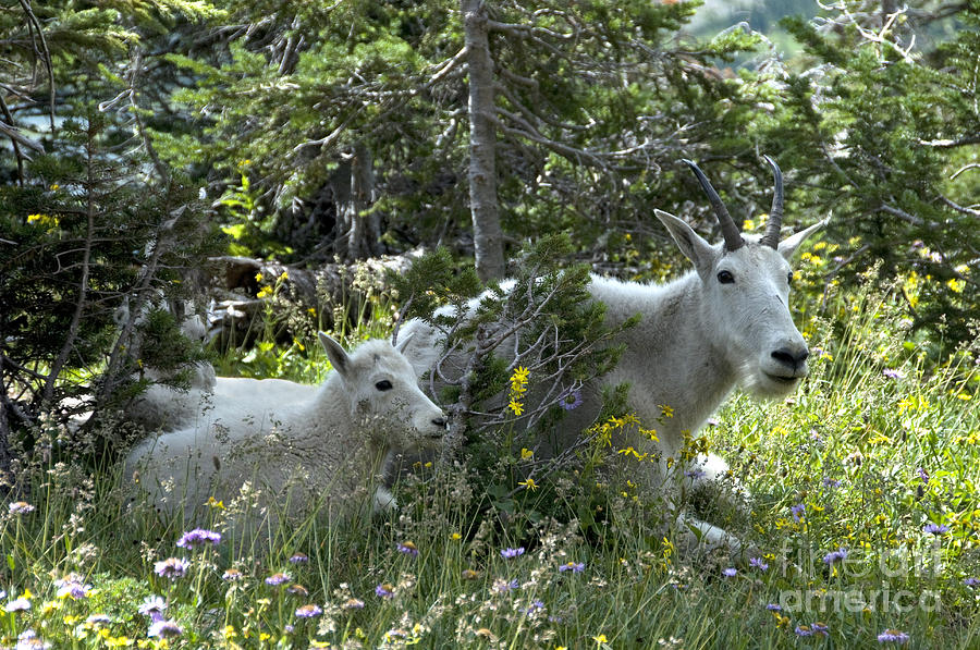 Mountain Goats, Montana #2 Photograph by Mark Newman