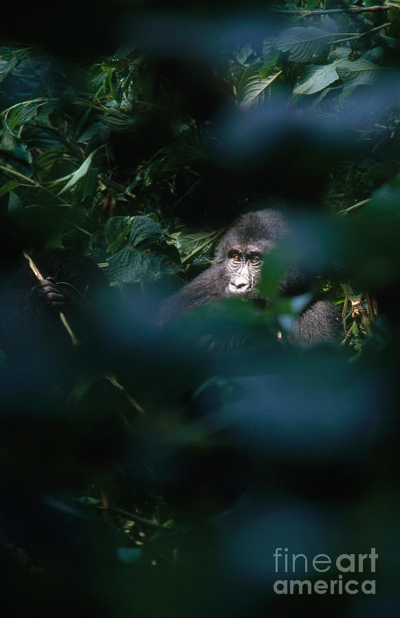 Mountain Gorilla #2 Photograph by Art Wolfe
