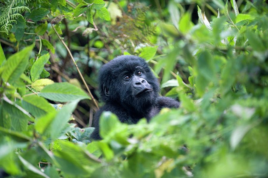 Mountain Gorilla #2 Photograph by Dr P. Marazzi/science Photo Library