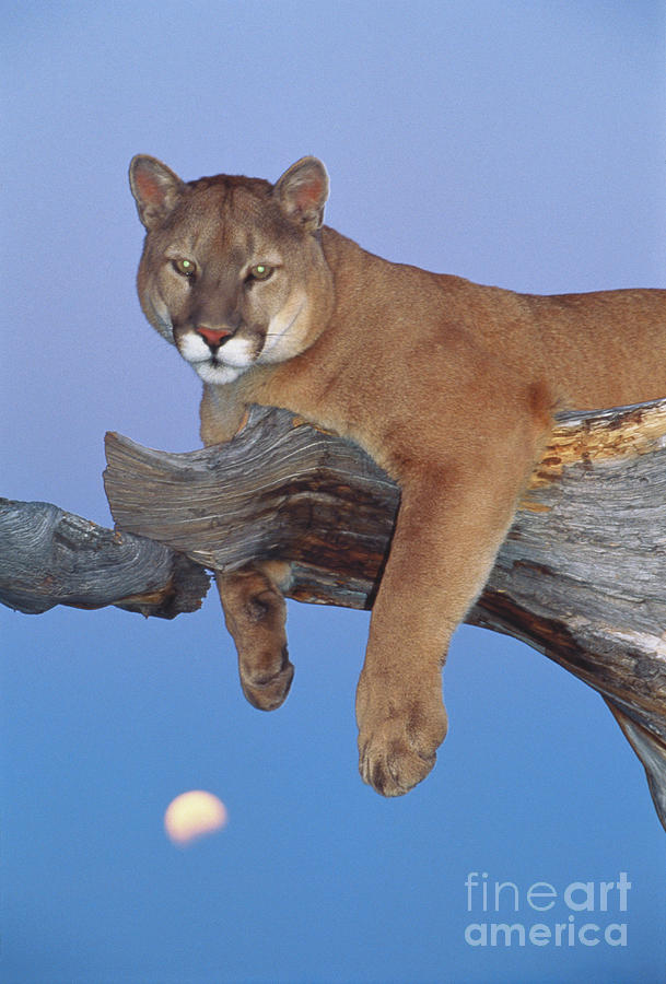 Mountain Lion #2 Photograph by Art Wolfe