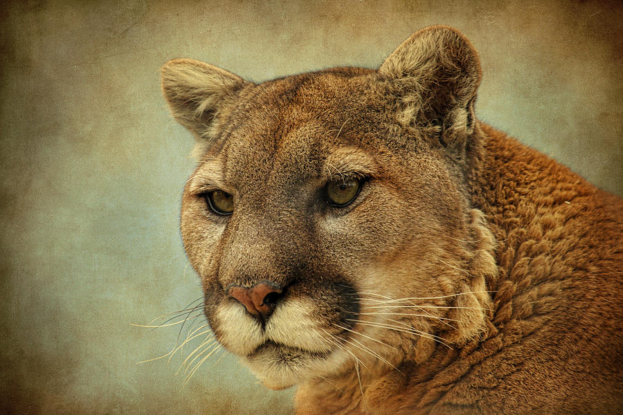 Mountain Lion #1 Photograph by Steve McKinzie