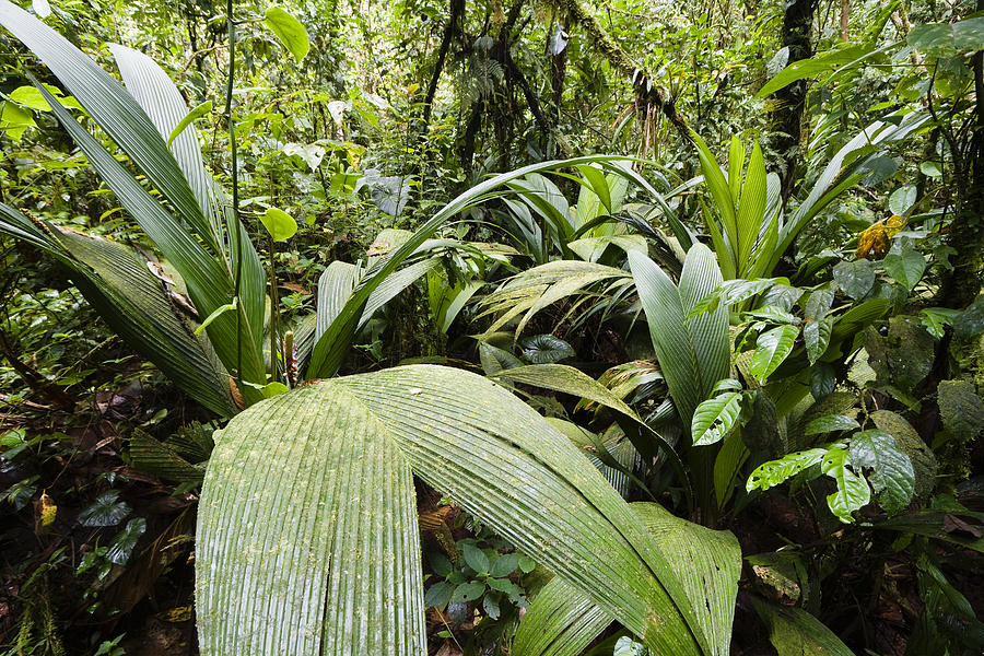 Mountain Rainforest Costa Rica #2 Photograph by Konrad Wothe