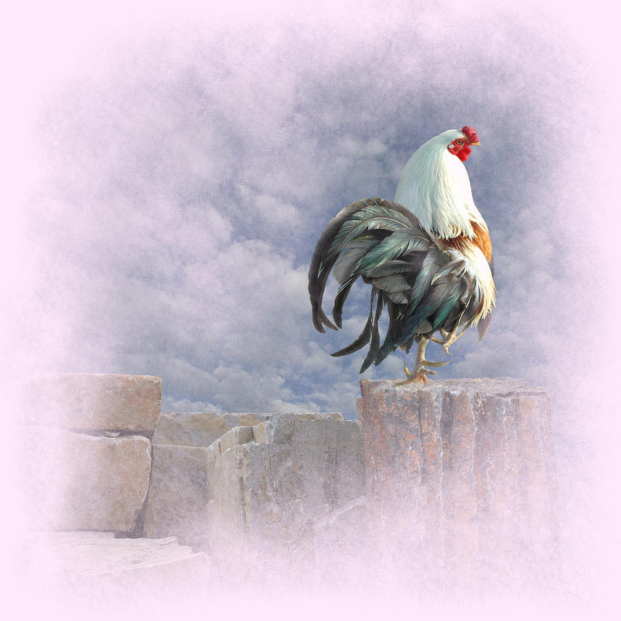 Rooster Photograph - Mr Rooster #1 by Jeff Burgess