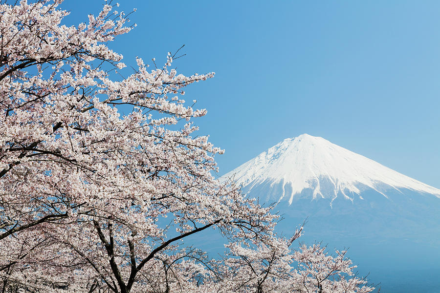 Mt Fuji ＆ Cherry Blossoms by Ooyoo