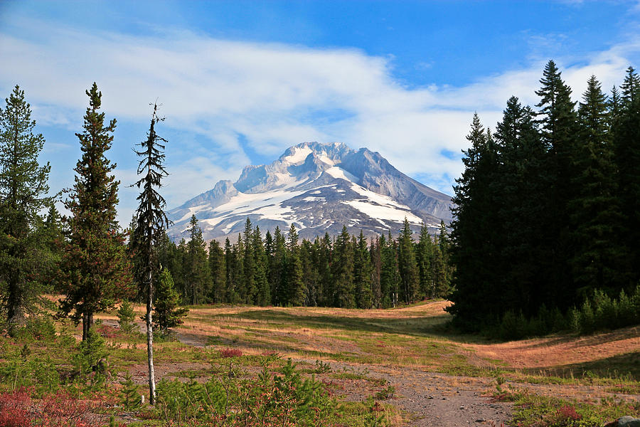 Mt. Hood National Forest Photograph by Athena Mckinzie