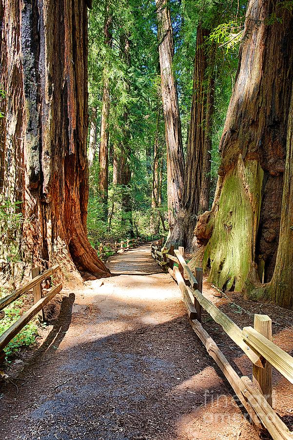 Muir Woods Redwood Trees 5 Photograph by Mel Ashar