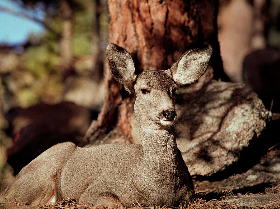 Mule Deer Doe Photograph by Eric Glaser