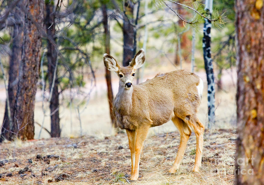 Mule Deer Does #2 Photograph by Steven Krull
