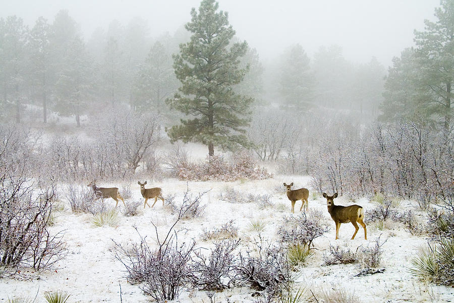 Mule Deer In Heavy Snow Photograph
