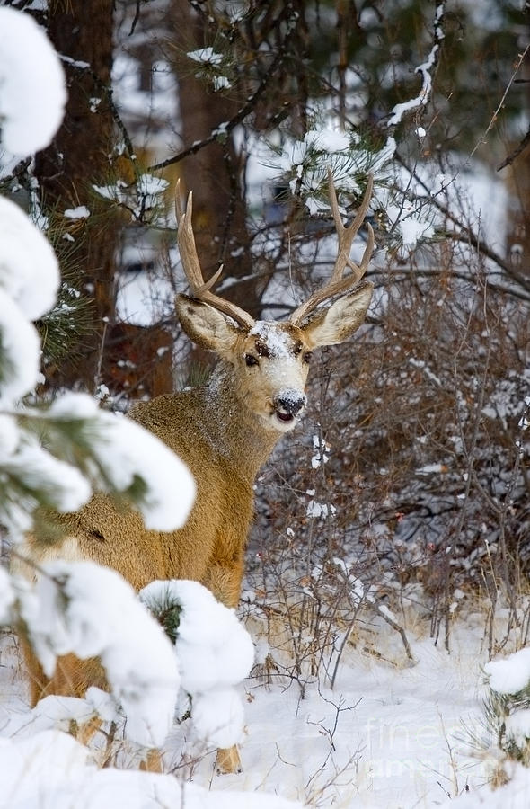 Mule Deer in Snow #2 Photograph by Steven Krull