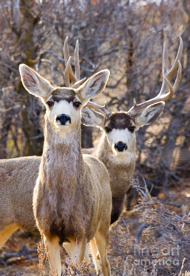 Mule Deer #7 Photograph by Steven Krull