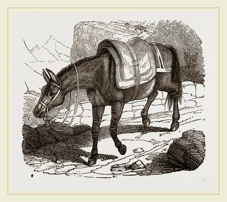 Mule Drawing by Litz Collection