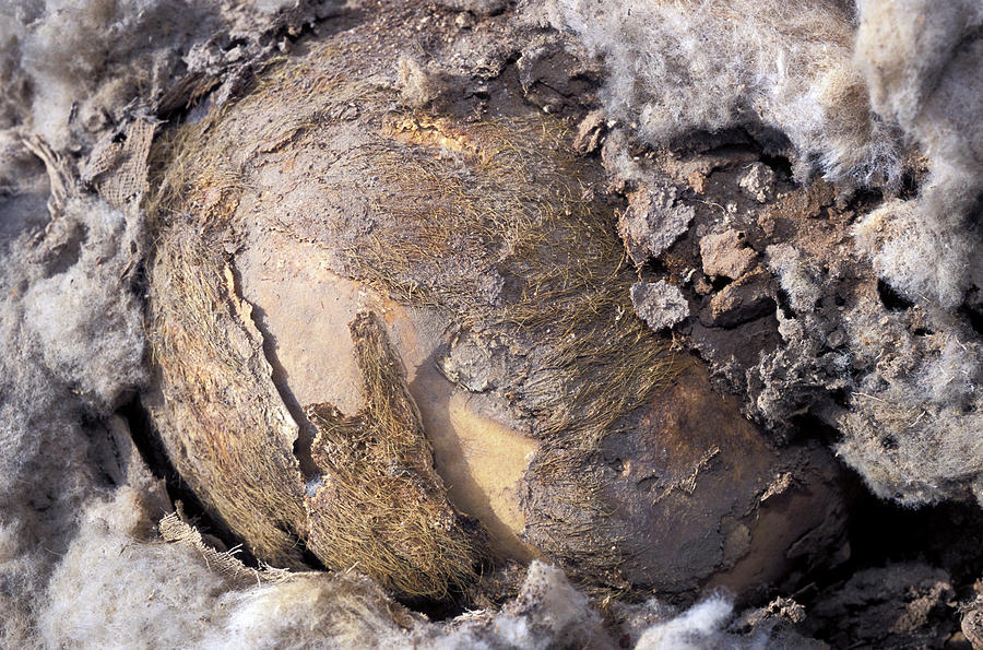 Mummified Remains From Al-fustat Photograph By Pascal Goetgheluck ...