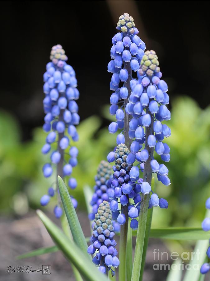 Muscari named Big Smile Photograph by J McCombie