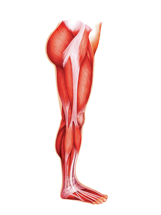 Muscles Of The Leg #6 by Asklepios Medical Atlas