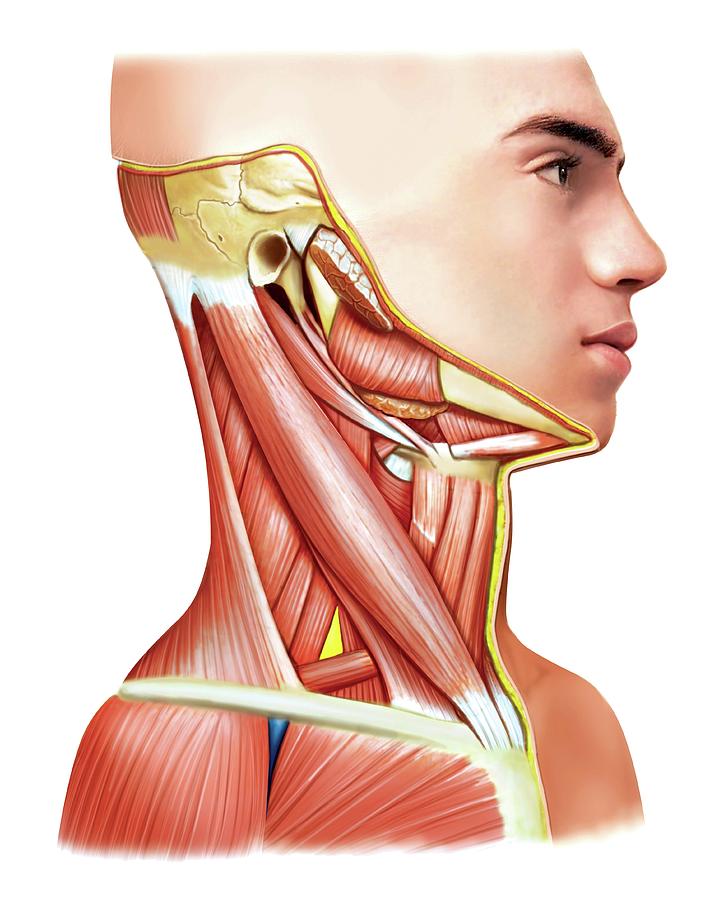 Muscles Of The Neck Photograph By Asklepios Medical Atlas Pixels 6530