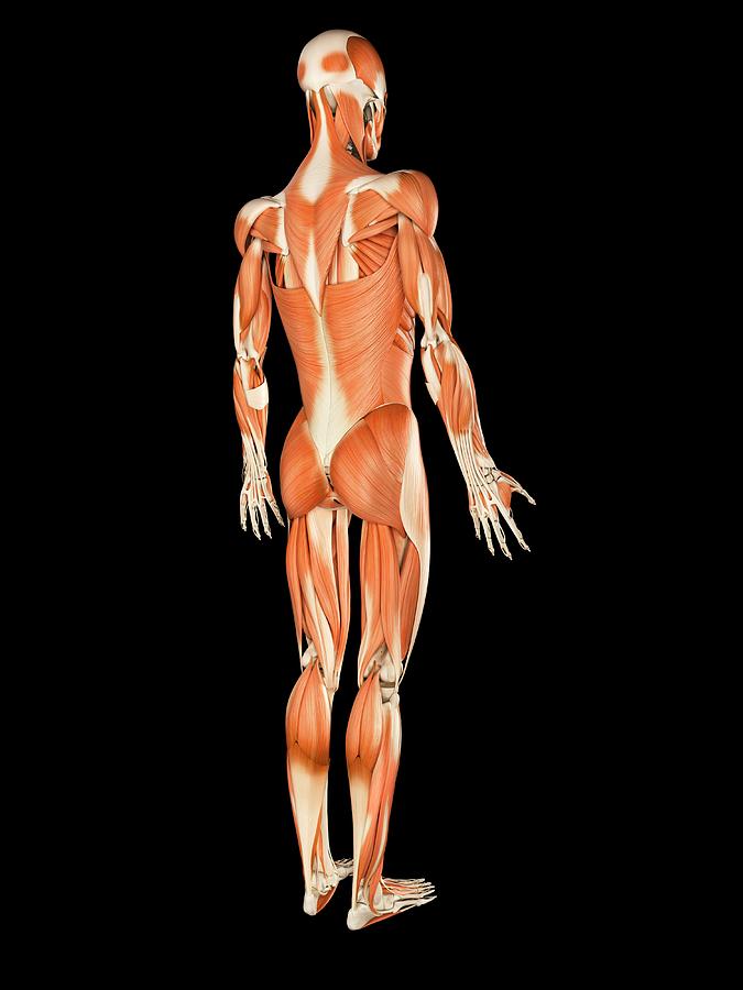 Muscular System Photograph By Sebastian Kaulitzki Fine Art America