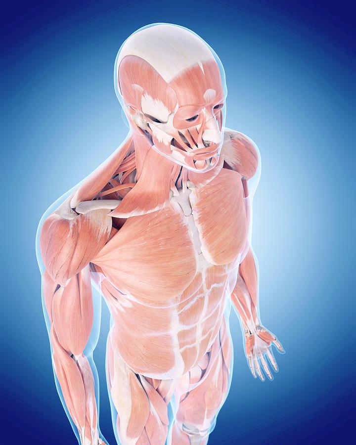 Muscular System #2 Photograph by Sebastian Kaulitzki/science Photo Library